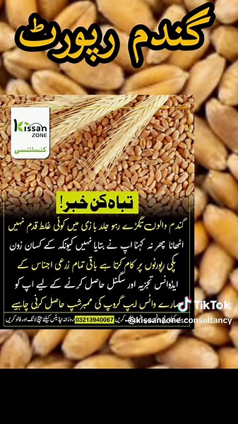 Understanding Wheat Cultivation in Modern Agriculture