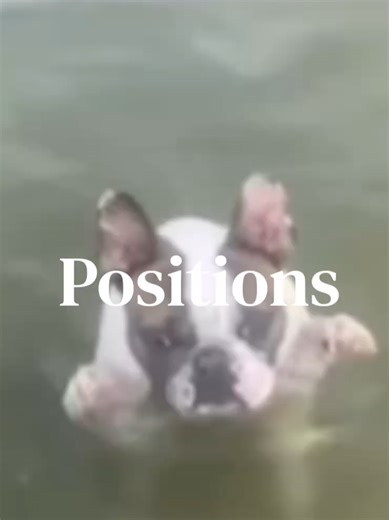 Meet Emmitt: The Adorable Pibble You Need to Know