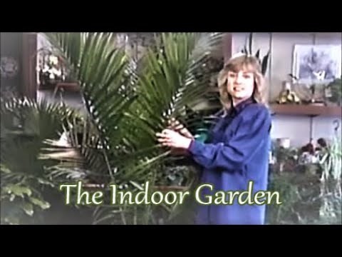 How to Grow a Majesty Palm