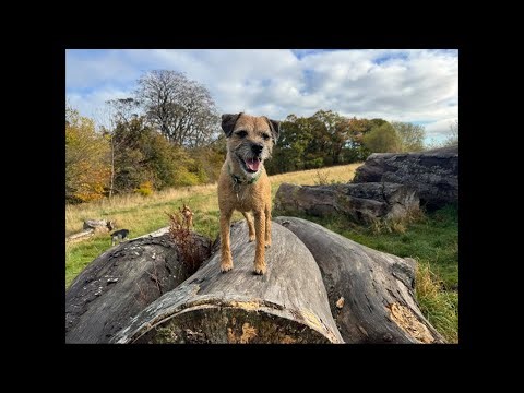 LIVE | Virtual Dog Walk | 6 Small Dogs 🐶 | Scotland | Monday 20th October 2025