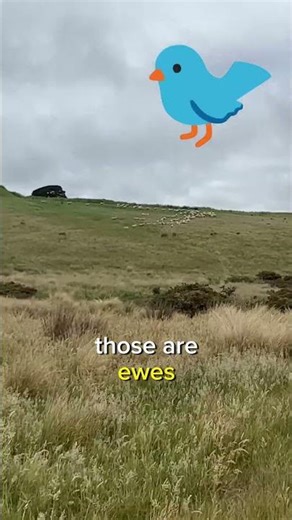 Don’t Worry, the Rams Are Enthusiastic Volunteers.