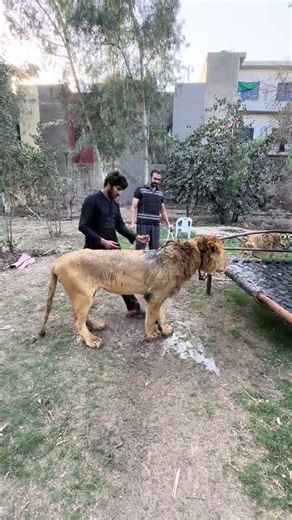 Pet Lions having bath time at farm 🏡 #lionnation #lion #lionbath