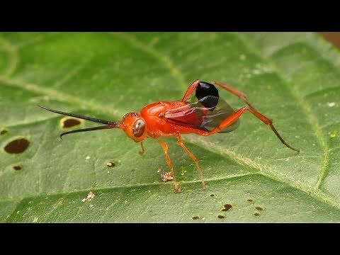 Ensign Wasp waves its abdomen like a flag and parasites Cockroaches