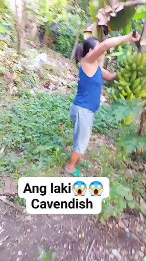 Cavendish banana😊Sa laki ng saging na ito di Kona kayang buhatin 😊😊 #banana #jessecaramil | Jesseca Ramil