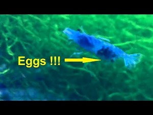 How to breed neocaridina blue velvet shrimps - how to set up shrimp breeding tank and shrimp colony