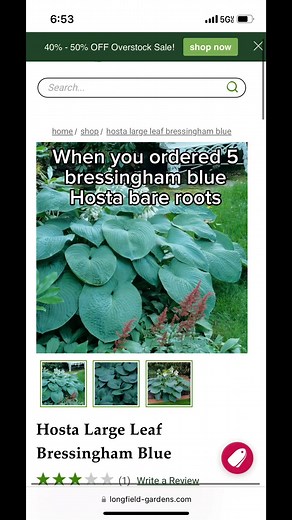 Planting from bare roots is still the best way to fill out your garden affordably… but also sometimes you get some surprises 🤣 Definitely moving this hosta to the front of the border later! Have you gotten any surprises planting from bare roots? #perennialgarden #shadegarden #hostagarden #barerootperennials | Everyday Gardening Tips