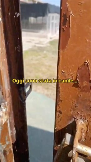 🔐Oggi Sono Stata In Canile, Presto Una Novità 🔜 Vi Presento Dei Cuccioli #perte #puppy #dog #love