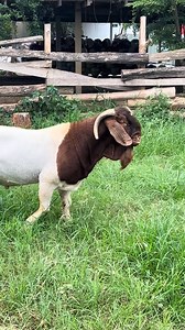 48K views · 1.1K reactions |  Available Now!  Our healthy,...