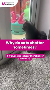 #WhyDoCats chatter? 🐈 The exact reason cats chatter isn’t certain, but some theories are 👇 🐱 It's a sign of frustration that the cat can see prey but can’t access it, like in this video of a cat watching pigeons through a window (🔉 volume up to hear the ‘ekekek’ sound). A meow could startle the prey, so the frustration produces a chattering sound. 🐱 In anticipation of capturing prey or even toys. 🐱 To mimic the vocalisations of its prey and draw it into striking range. This theory has even