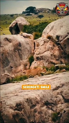 Serengeti Smile: One of the Best Tanzania Safari Tour Packages