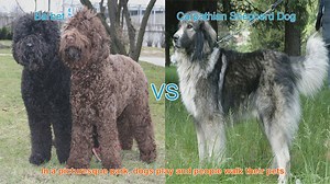 Barbet vs. Carpathian Shepherd Dog: A Breed Comparison