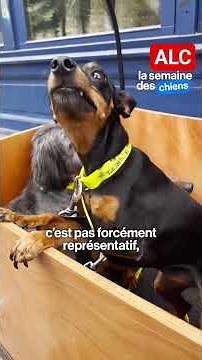 Clémentine promeneuse de chien, nous fait découvrir son métier 🔥 #aimonsleschiens