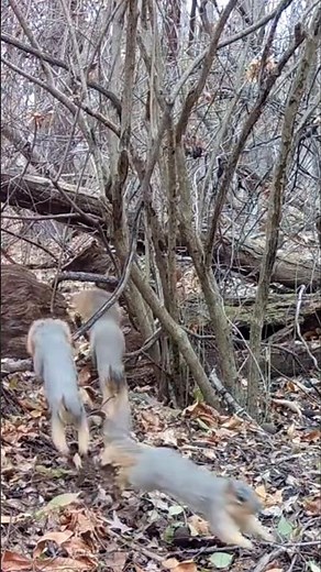 fox squirrels breeding season