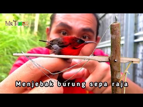 Membuat jebakan burung sepa raja, burung penghisap madu bunga paling cantik.