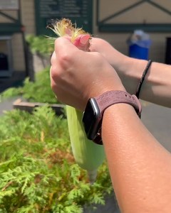 Happy Sweet Corn Season! 🌽💥 NOW it's officially summer. Delaware Sweet Corn is on sale through July 4 at the Farm Market! linvilla.com/blog-family-fun/4th-of-july-weekend-at-linvilla | Linvilla Orchards