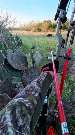 Speed Broadhead versus a Wild Hog