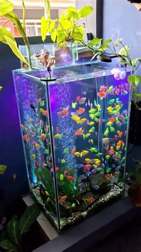 “GlodFish or GloFish? 🤔✨ | Which One Wins Under the Lights?”