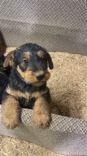 #yellowstoneairedales