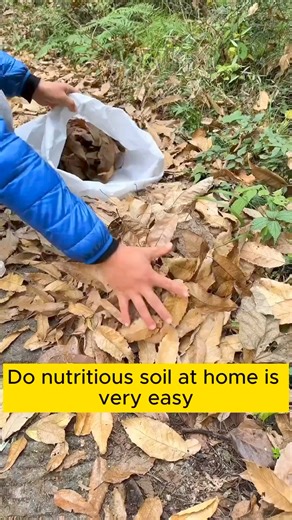 Make nutritious soil from dry leaves #backyardgardening #gardeninglife #vegetablegardening #vegetablegarden #gardeningtips #gardeninglove #organicgardening #gardensofinstagram #gardenideas #urbangardening #gardeningistherapy #gardeninggoals #homegardening #gardeninspiration #lovegardening #gardeningisfun #countrygarden #gardeningmakemehappy #veggiegarden #happygardening | Gardening Tips