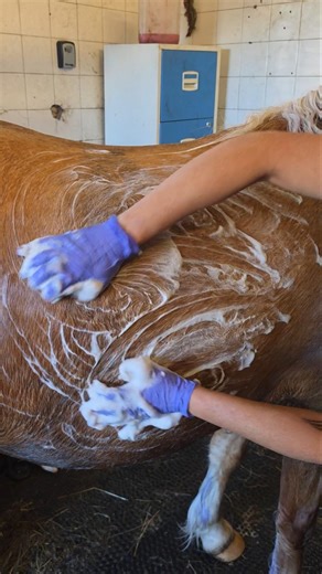 “From Dusty to Dazzling – Watch This Horse Transformation 👀”part 1🐎 #horseaddict #myhorse