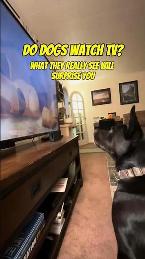 What Happens If Dogs Watch TV? Do They Understand It? #shorts #animals #animalfacts #dogs #doglife
