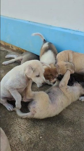 Cute Puppies Playing Together 🐾❤️