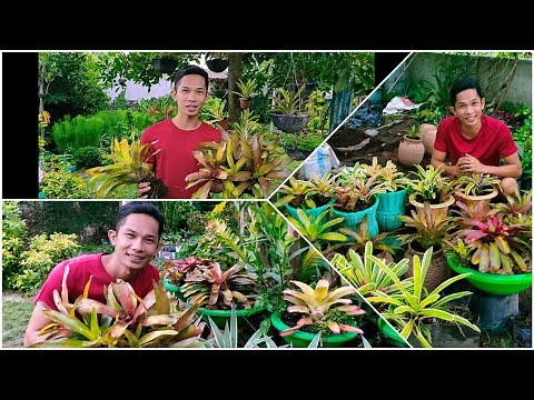 How to plant Bromeliads?