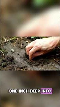 How to Plant Green Beans at Home | Easy Step-by-Step Guide for Beginners and High Yield Harvest