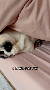 55K views · 2.1K reactions | HOW TO CLEAN A PUGS WRINKLE 識 Squishface The freshest nose rope in town thanks to these incredible wipes and wrinkle paste! 殺 Link in bio, use code puggysmalls 﫶#puggysmalls #squishface #petcare #puglife #dogreels #dailyfluff #bathtime #dogsofinstagram #pugsofinstagram #barked | Puggy Smalls | Facebook