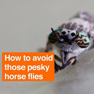 39K views · 185 reactions |  Suffering from bug or horse fly bites? Here's all you need to know about how to treat and avoid them: | BBC Breakfast | Facebook