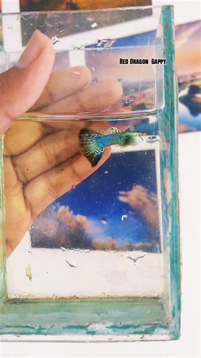 Red Dragon Guppy Fish Care & Aquarium Tips