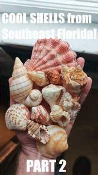 Learn about cool SHELLS from Southeast Florida! 💙🐚🌴 Part 2