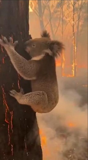 Rescuer Runs Through Fire to Save Trapped Koala