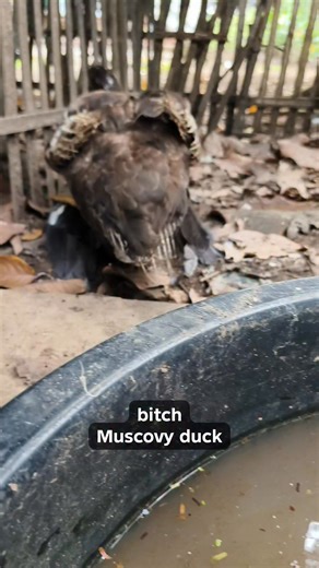 Afrim on Instagram: "bitch #muscovyduck #muscovy #duck #pato #patos #animals #pets"