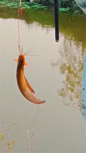 Barbel fish hunting by hook fishing #barbel #fish #hunting #hook #fishing | Fish Bongo