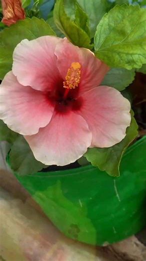 Different types of Hibiscus flower 🌺(mandara phula)#odiavlog #farming #flowers #odiagarden