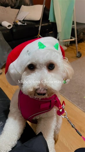 Mabel's First Christmas: Joyful Moments with My Puppy