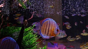 Fish, Discus Fish, Animal. Free Stock Video