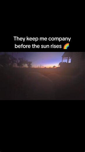 Three Texel lambs, one very proud farm mum over here. 🐑🐑🐑💚 Just three little meat machines with angel faces and chunky legs, living their best paddock life. All advice welcome, as it's our first time raising these ratbags 😅 Name ideas also welcome because “Trouble 1–3” probably doesn’t count. 😅 #texellambs #lambtok #farmtotok #australianlamb