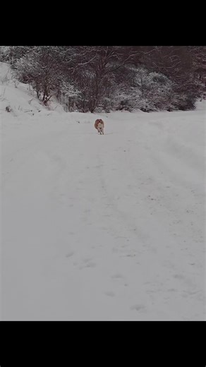 Exciting Sprinting Sheltie in Action
