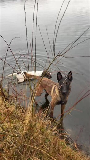 Another wet winter day with the dogs #commandok9dogservices