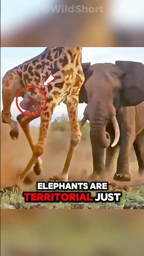 Elephant vs Giraffe: Who Would Win in a Fight?💥