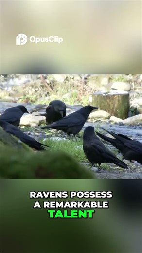 Mind-Blowing Facts: Ravens Talk Better Than Parrots! #shorts