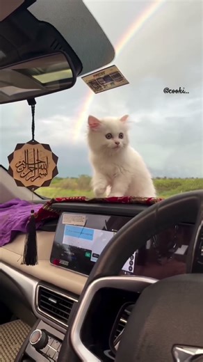 Meet Cooki, the cutest little traveler you’ll ever see! 🐱💖