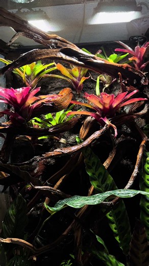 Un terrario para un camaleón pantera. #terrario #camaleon #reptiles #terrarium #bioactive