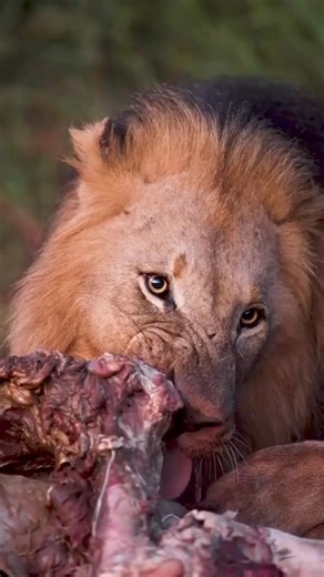 6.9K views · 122 reactions | Lion eating close up #lion #wildlife #eating | Lion Life | Facebook