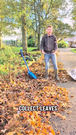 🍂 Curious about leaf mould? 🤔 October and November is prime time for collecting those fallen leaves and making your very own leaf mould! 🍁 A quick heads-up: leaf mould isn’t the same as compost. While compost is the result of bacterial decomposition, leaf mould is all about that slow fungal magic. 🍄 It's a wonderfully nutritious soil conditioner, but it does take its sweet time to develop unlike compost, which you can whip up a bit quicker. And remember, you can’t just buy leaf mould at the 