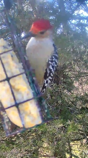 Red bellied woodpecker #birds #wildlife #Woodpecker ￼￼