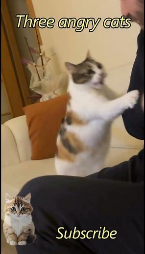 Don't Touch Me! Angry Cats Compilation#cat #funny #cute #pets