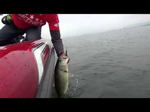 次世代ジグスピナー誕生、それがダブルフラッシュスピン＆ジャスターフィッシュ